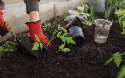 How to Successfully Transplant Garden Starts in 🔥 HOT 🔥 Weather